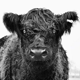 Koe in het veld. by Vincent van Wijk
