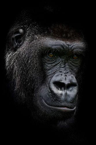 Young adult gorilla male by Ron Meijer Photo-Art