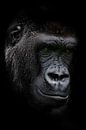 Young adult gorilla male by Ron Meijer Photo-Art thumbnail