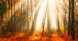 Herfstbos met zonnestralen