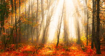 Forêt d'automne avec rayons de soleil sur Mustafa Kurnaz