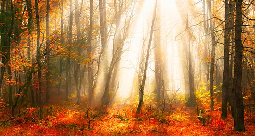 Herbstwald mit Sonnenstrahlen