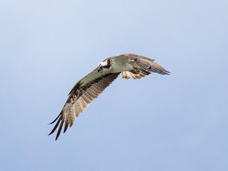 Osprey in flight by Teresa Bauer