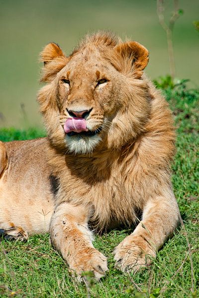 Young Lion tongue by Peter Michel
