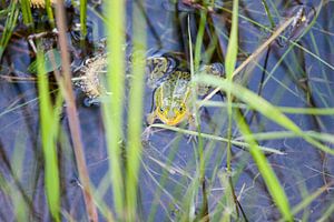 Frosch