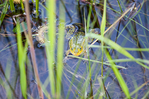 Frosch