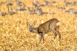 Ein Reh, das im Herbst auf einer Wiese steht von Sjoerd van der Wal Fotografie