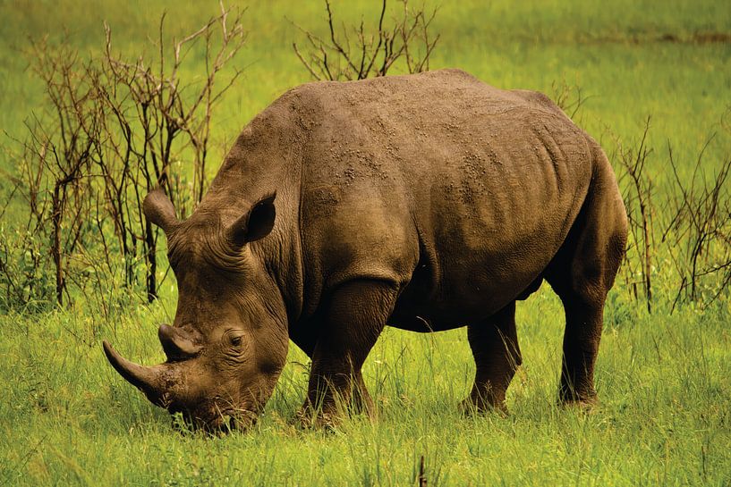 Zuid-Afrika Neushoorn van Timba Art