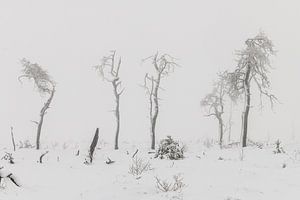 Winter im Hohen Venn