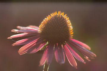 Sonniger Sonnenhut von Tania Perneel