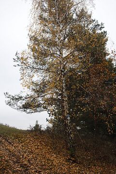 Bouleau en automne dans la forêt