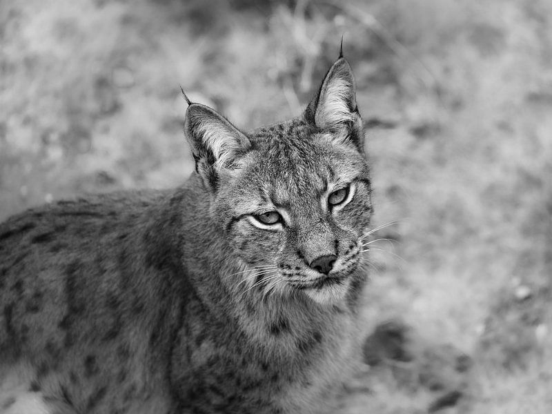 Lynx by Rob Boon