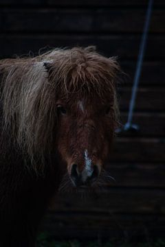 Shetland pony van North Scape