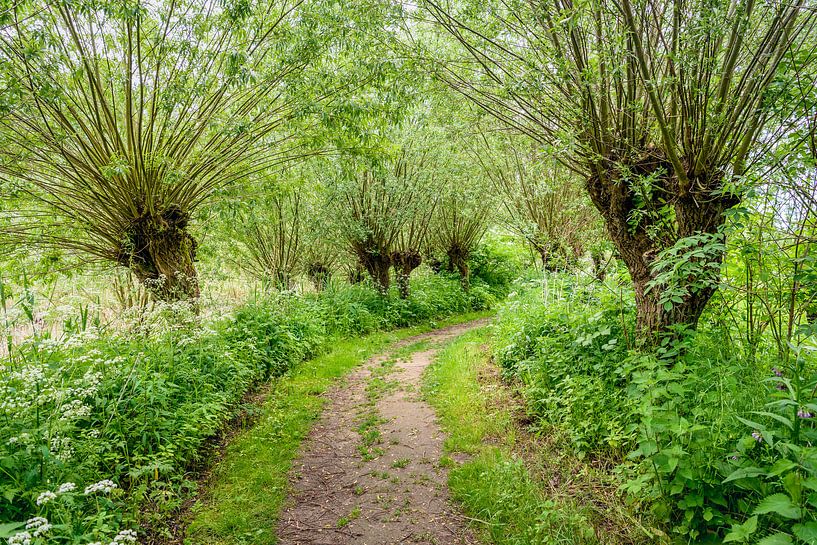 Zandpad tussen de bomen van Ruud Morijn