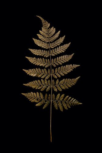 gouden ver