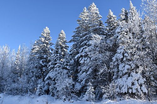 Een besneeuwd bos na de storm