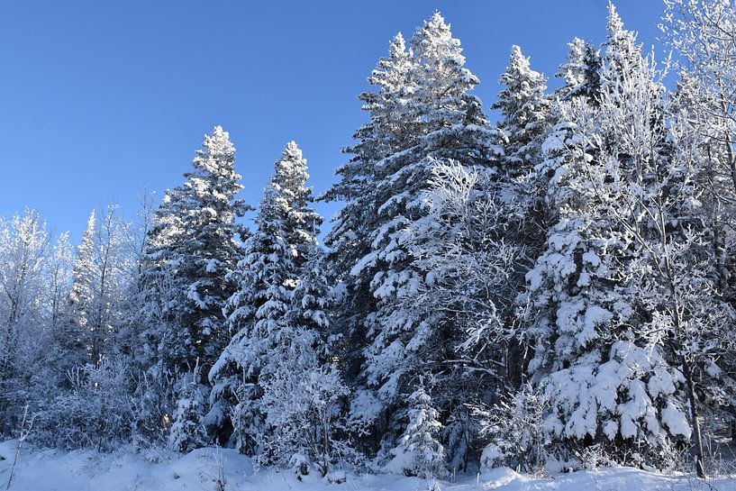 A snowy forest after the storm by Claude Laprise