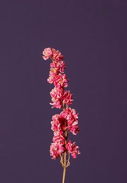 Roze Droogbloem (paars) van michel meppelink