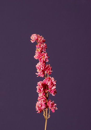 Rosa Trockenblume (lila)