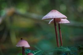 Pilzgruppe by Jürgen Döring