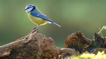 Blaumeise von Sabrina de Vries
