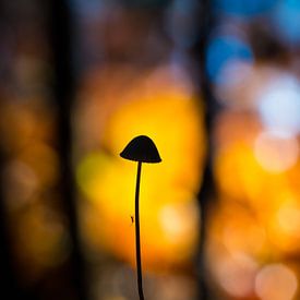 paddenstoel in silhouet von Berend-Jan Bel