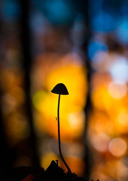 paddenstoel in silhouet van Berend-Jan Bel