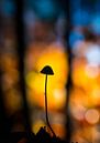 paddenstoel in silhouet van Berend-Jan Bel thumbnail