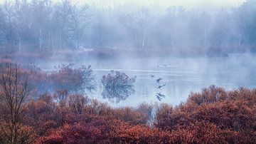 Débarquement en toute sécurité des oies dans le lac des Dunes de Zeegser sur R Smallenbroek