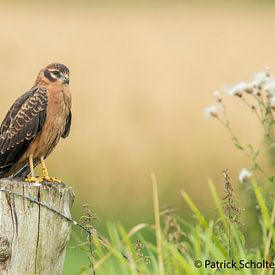 Montagu's Harrier by Patrick Scholten