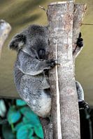 A Koala's cosy nap in his tree