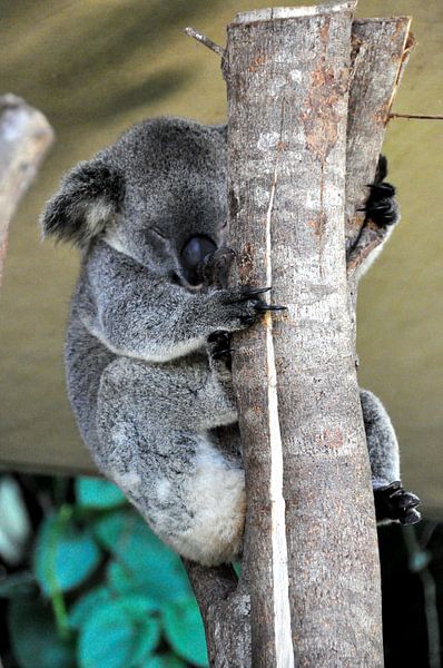 A Koala&#039;s cosy nap in his tree by Frank Photos