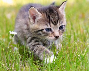 Katze von Falko Follert