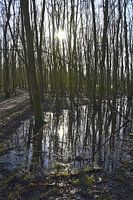 Leeuwarder Bos
