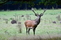 Red deer on the Veluwe.