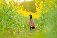 Pheasant in oilseed rape field