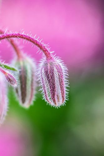 Komkommerkruid macro