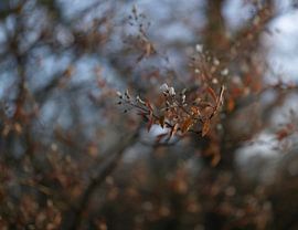 Voorjaar witte bloesem in de wind (Lente) van Marcel Kerdijk