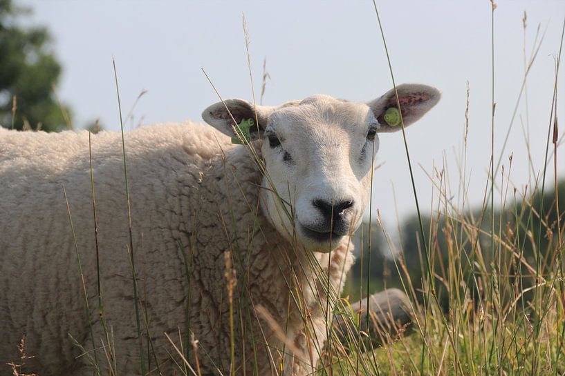 Sheep in the grass by Silvia Weenink