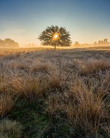 Strabrechtse Heide 277