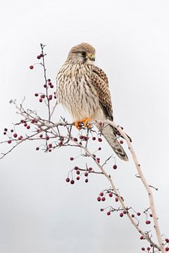 Kestrel ( Falco tinnunculus ), female adult in winter, perched on top of a bush with red berries van wunderbare Erde