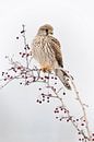 Kestrel ( Falco tinnunculus ), female adult in winter, perched on top of a bush with red berries van wunderbare Erde thumbnail