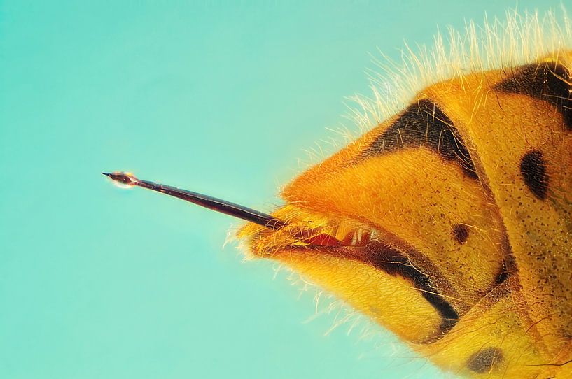 Wasp sting - Vespula vulgaris by Rob Smit
