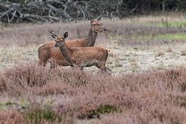 Hoge Veluwe von Marieke Deinum