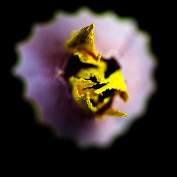 Yellow by Paquita Six