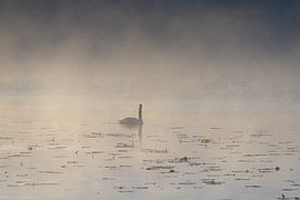 Morgengold aan de Hopfensee van Walter G. Allgöwer