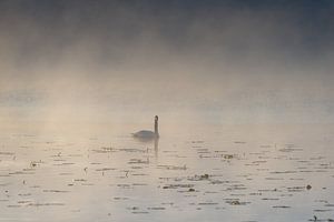 Morgengold am Hopfensee