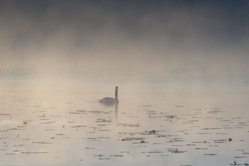 Morgengold aan de Hopfensee van Walter G. Allgöwer