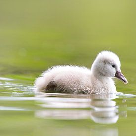 "Zwanen kuikens" van Madleen Sophie