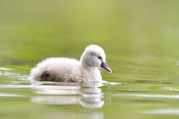 "Poussins cygnes" sur Madleen Sophie